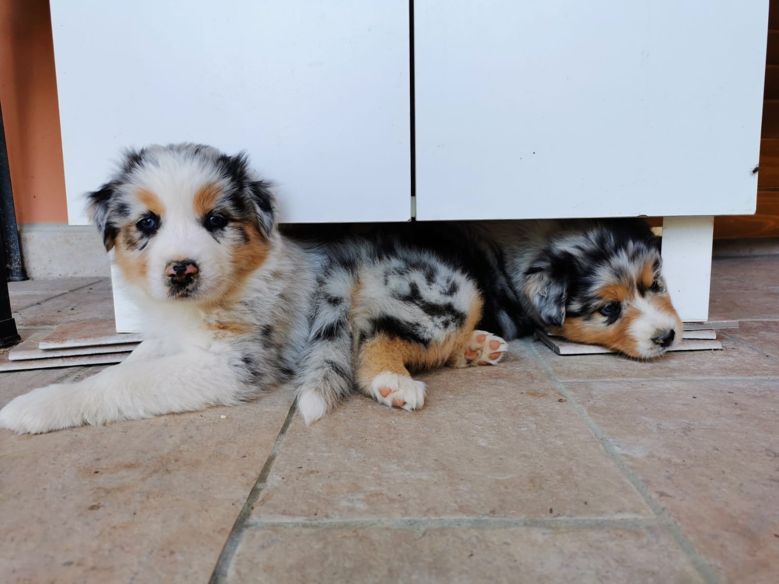 Quello in cui spiego com’è crescere un cucciolo di cane. Davvero. 🐾 1/2