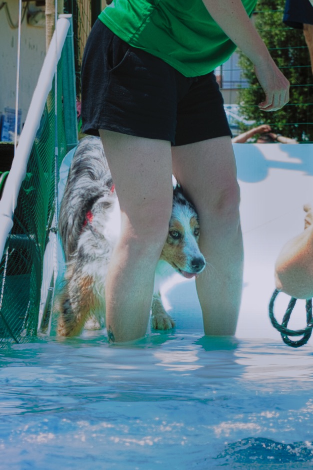 Quello in cui proviamo il nuoto in piscina 🐾 Zelda